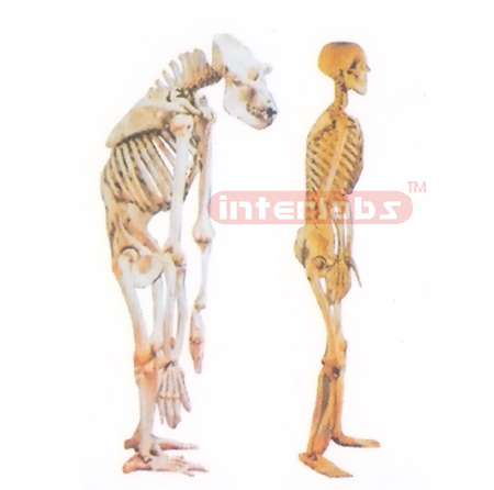 HANGING, HUMAN, AND CHIMPANIEE COMPARISON MODEL